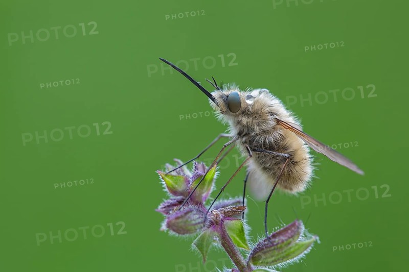 Woolly hoverfly, Bombyliidae