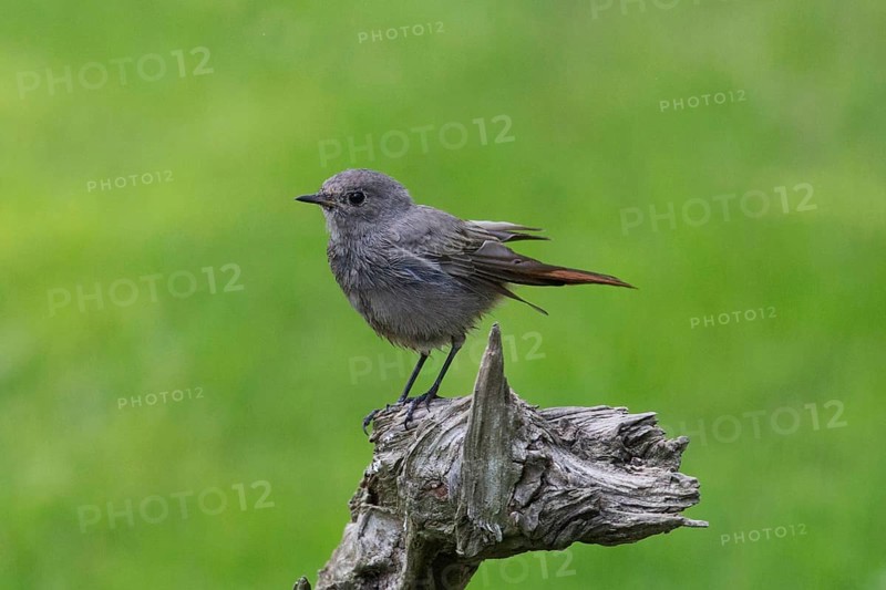 Black redstart standing on tree stump looking left