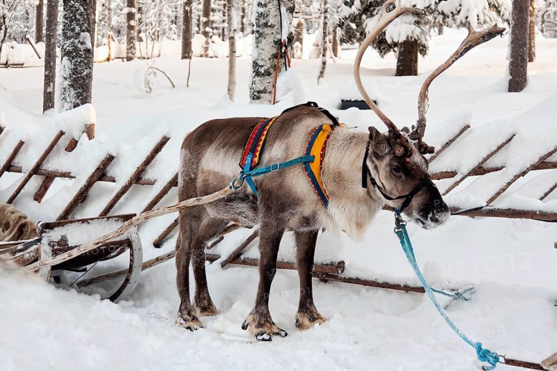 Reindeer and sleigh in winter forest