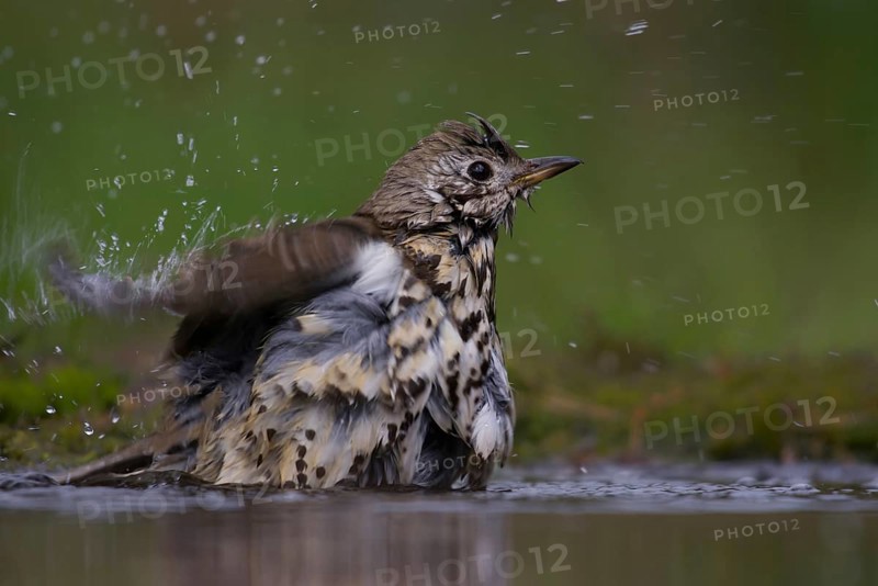 Mistle thrush (Turdus viscivorus)