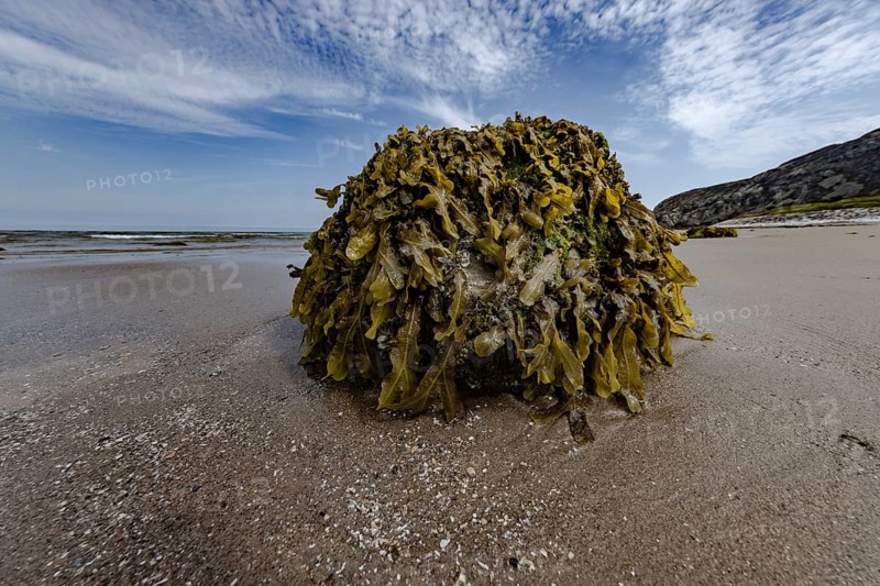 Rocks overgrown with seaweed and aquatic plants on the beach at the edge of Snowdonia National Park, Penmaenmawr, Dwygyfylchi, Caernarfonshire, Conwy County Borough, Wales, United Kingdom, Europe