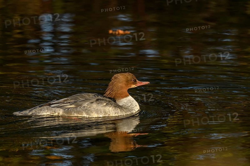 Common Merganser (Mergus merganser) female swimming in a river. Bas-Rhin, Alsace, Grand Est, France, Europe