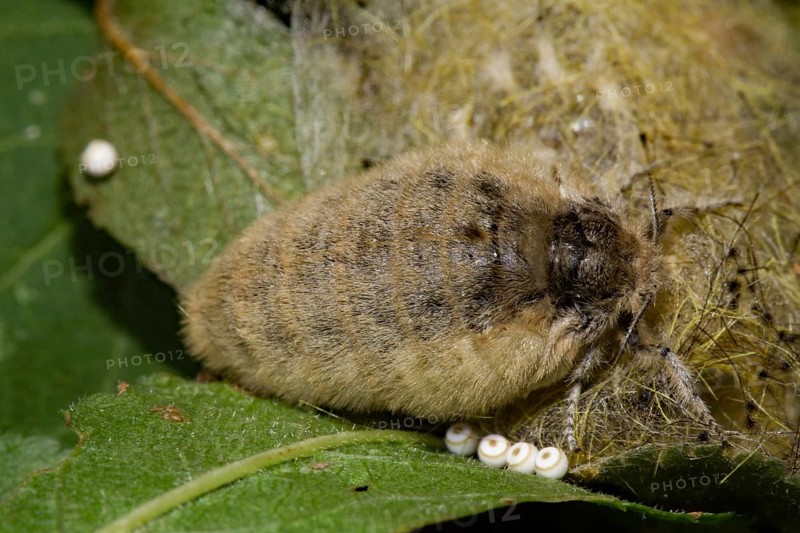 Sloe brush moth (Orgyia antiqua)