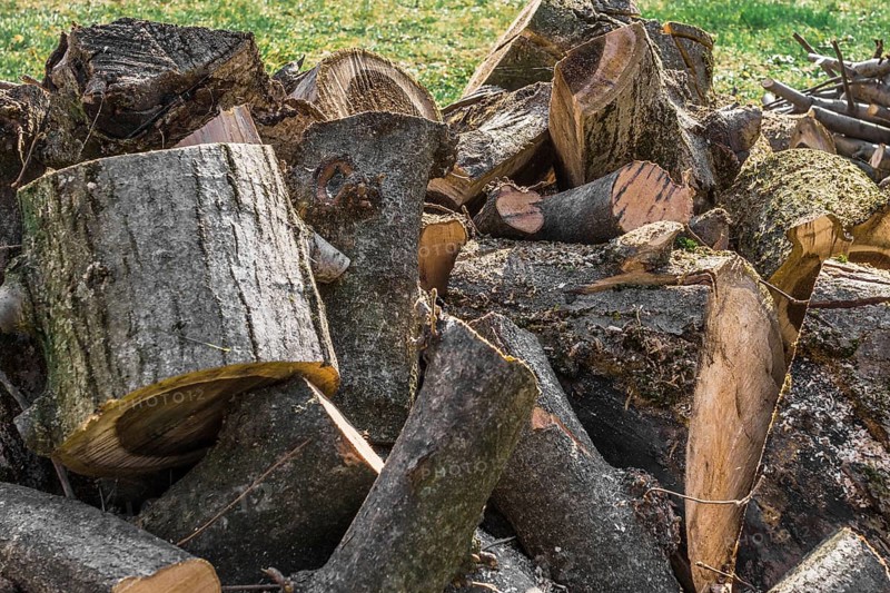 Trunk of tree torn to pieces with an ax
