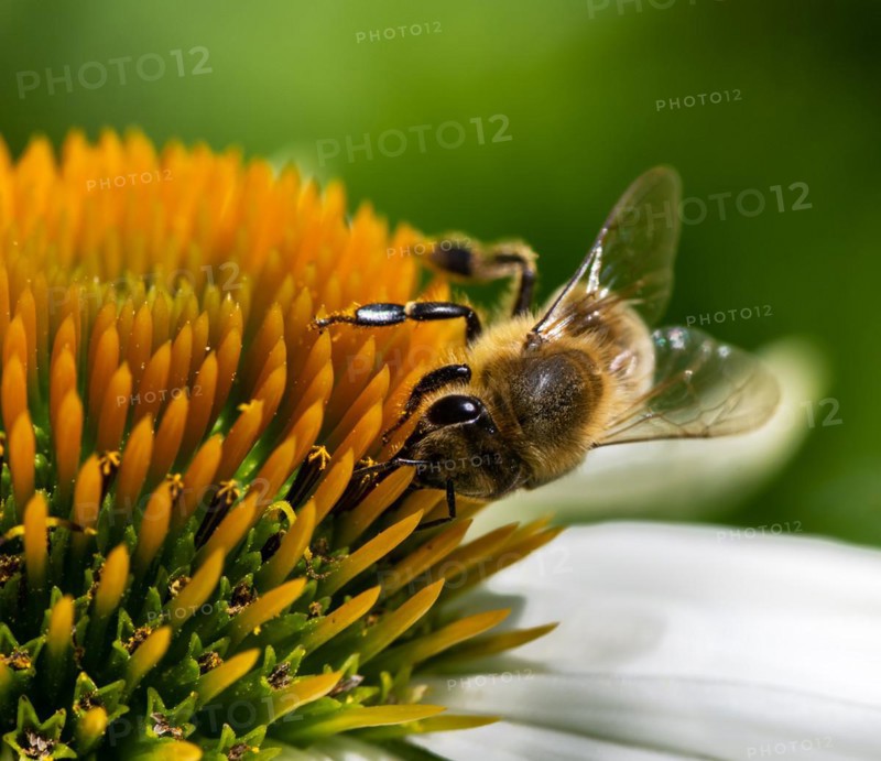 Macro of a honeybee collecting nectar on a flower blossom (echinacea)