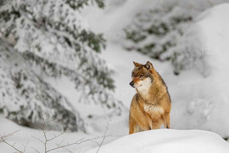 Gray wolf (Canis lupus) in winter in the outdoor animal enclosure in the Bavarian Forest National Park, Germany. Wolf in the snow in the open-air animal enclosure in the Bavarian Forest National Park, Bavaria, Germany, Europe