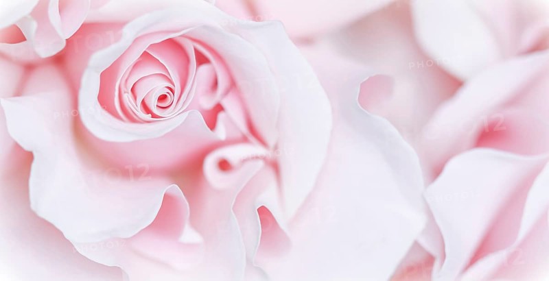 Pale pink white rose flower. Macro flowers background for holiday brand design