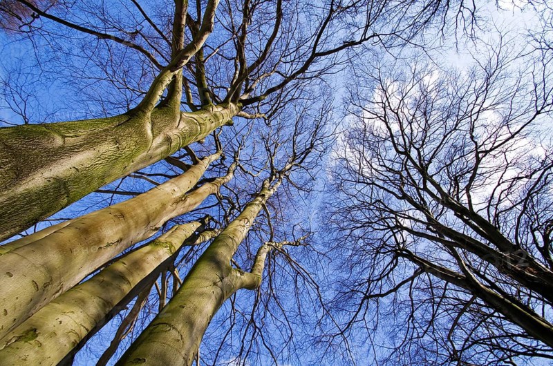Trees in winter