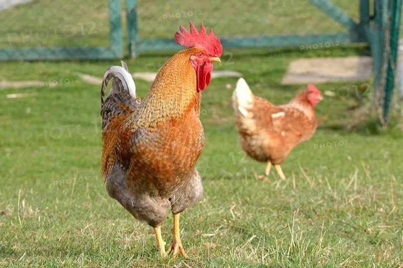 Brown cock with brown hen in the meadow - free range