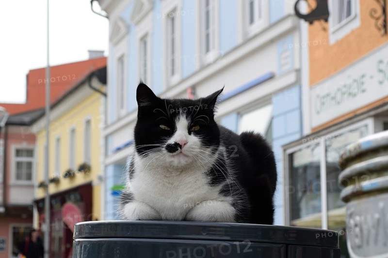 Domestic cat makes itself comfortable on the litter bin in the middle of the town square