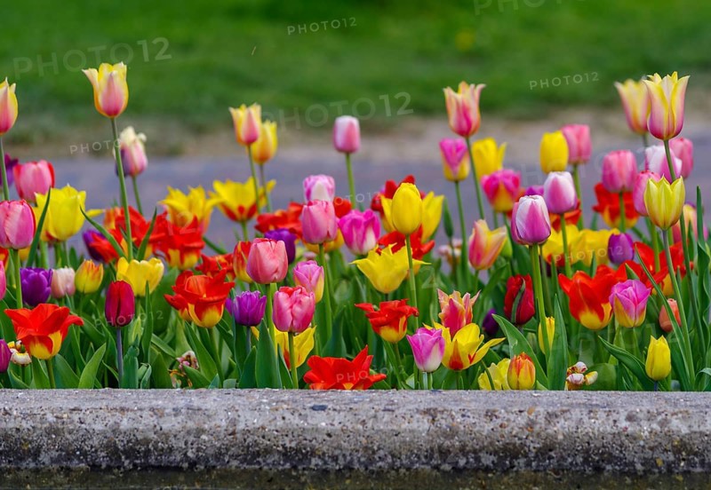 Beautiful blooming tulips closeup in spring time