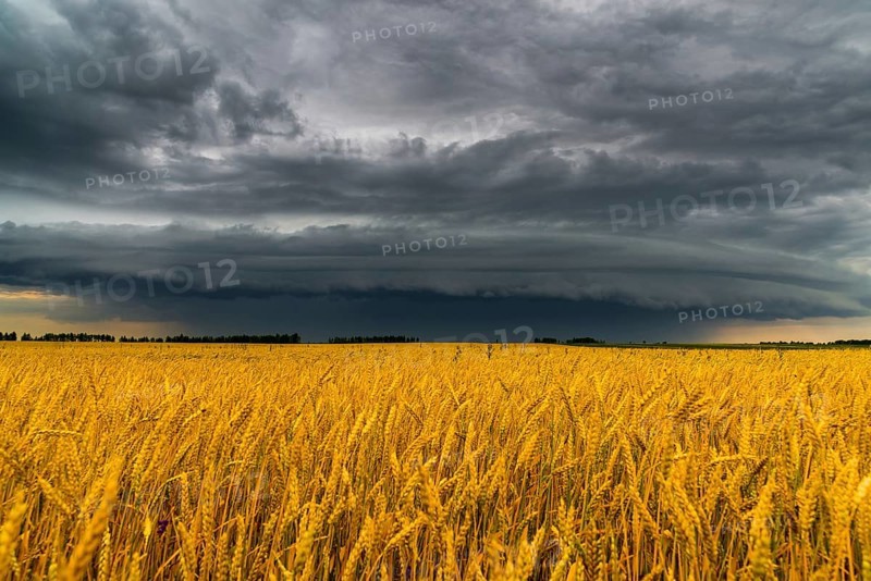 A round storm cloud over a wheat field. Russia
