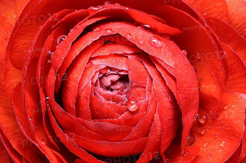 Ranunculus Asiaticus, close-up