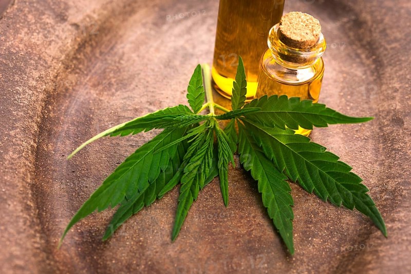 Marijuana plant and cannabis oil