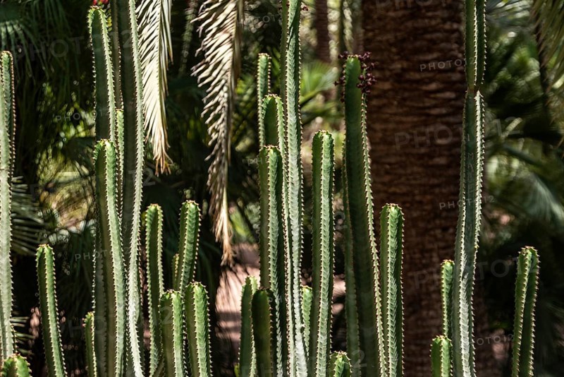 Beautfiul closeup of a Euphorbia Canariensis cactus in a park in Marrakech, Morocco, Africa