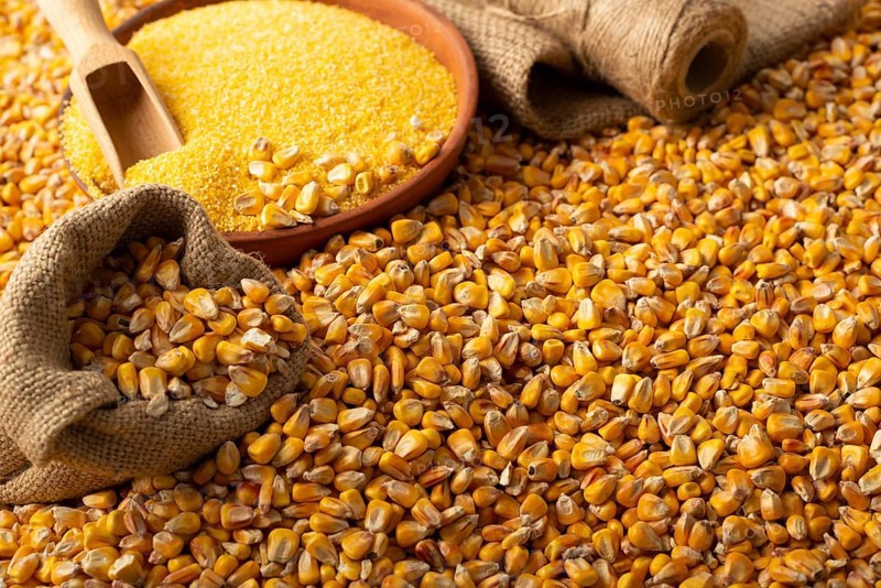 Yellow corn kernels with clay bowl in burlap sack