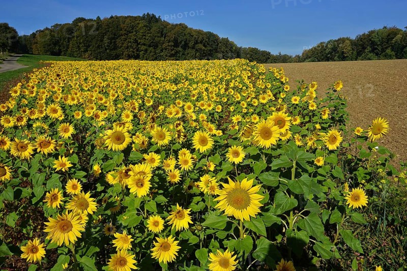 Sunflowers in the Swabian Alb, Baden-Württemberg, Germany, Sunflowers in the Swabian Alb, Baden-Württemberg, Germany, Europe