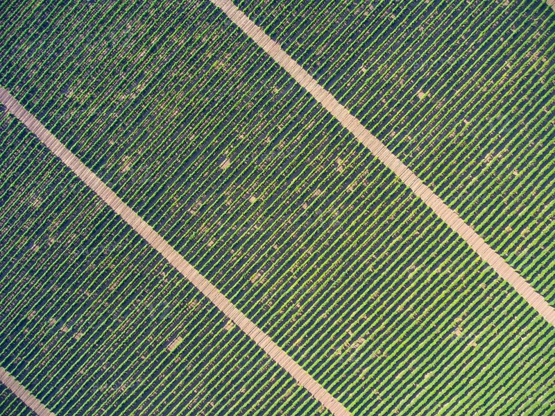 Aerial top view on extensive vineyards background