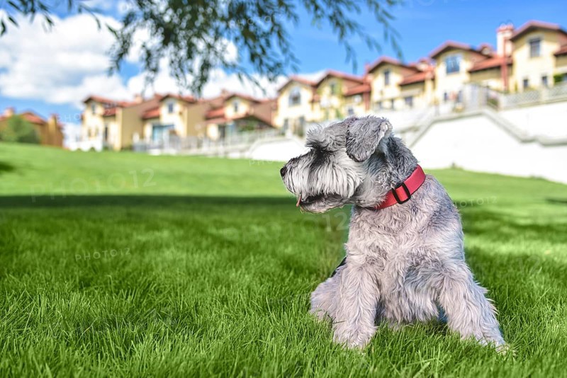 Portrait of a beautiful dog schnauzer sitting on the grass and looking into the distance in the park.The concept of love for animals. best friends