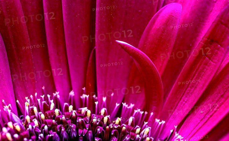 Gerbera Macro Close Up pink flower natural light