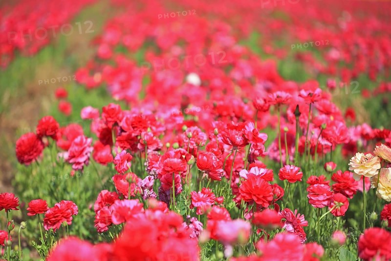 A lot of lovely blooming red buttercups. Hot Spring in the hot south