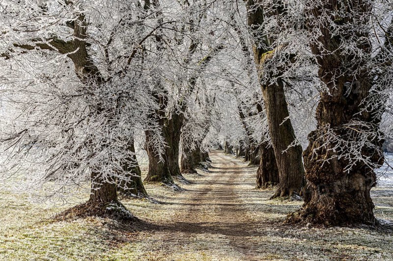 A snow-covered avenue leads through frosty trees in wintry silence, Linden avenue near Maria Schnee, Nassenbeuren, Unterallgäu, Bavaria, Germany, Europe