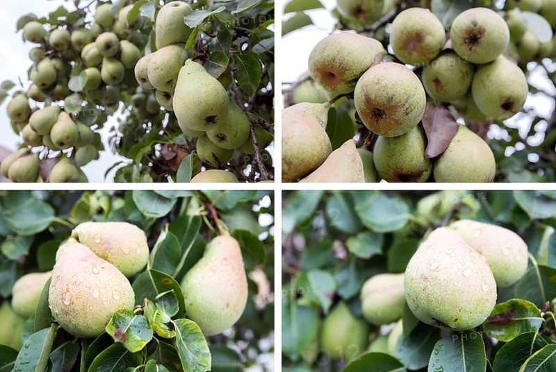 Photo combination of many green pears on a branch of a tree