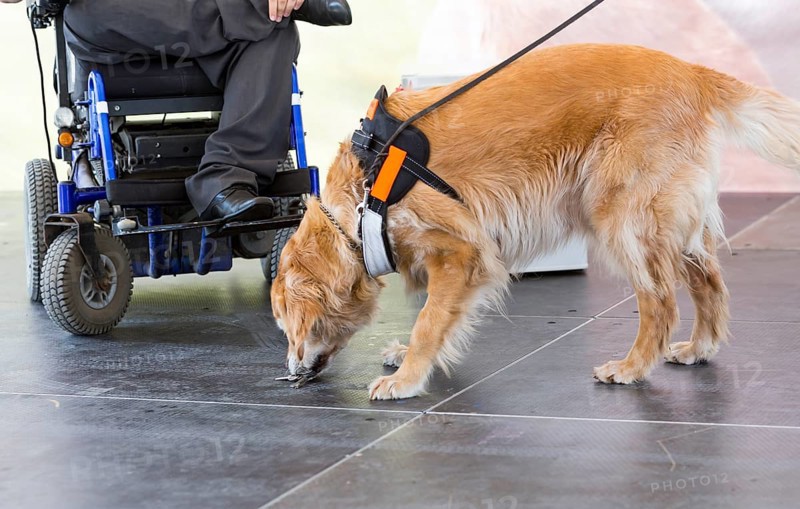 An assistance dog is trained to aid or assist an individual with a disability. Many are trained by an assistance dog organization, or by their handler, often with the help of a professional trainer