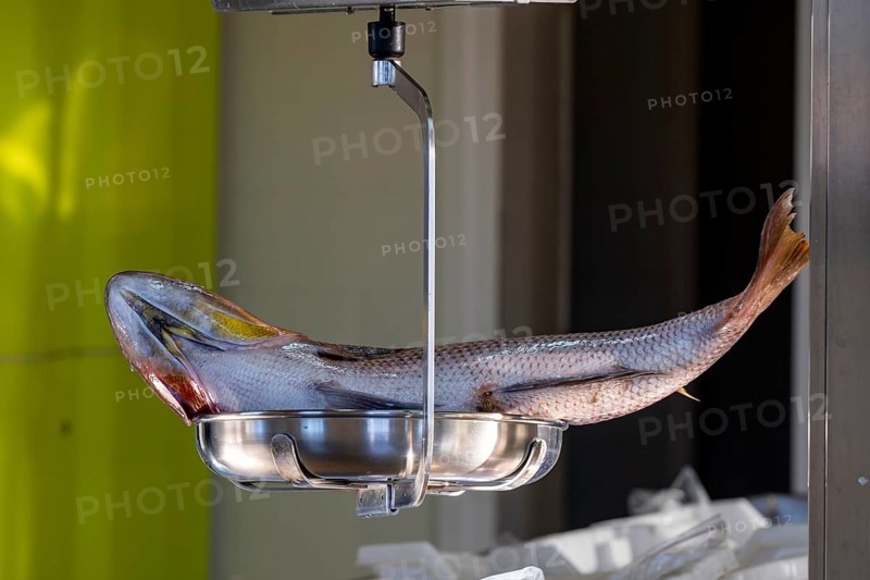 Pescado en la lonja del puerto de Andratx, Majorca, Balearic Islands, Spain, Europe