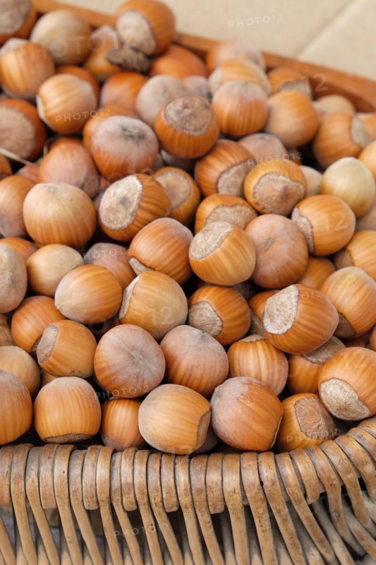 Hazelnut (Corylus 'Daria')