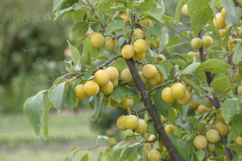Oat plum (Prunus domestica 'Haferpflaume'), Bundessortenamt, Marquardt testing centre, Marquardt, Brandenburg, Germany, Europe