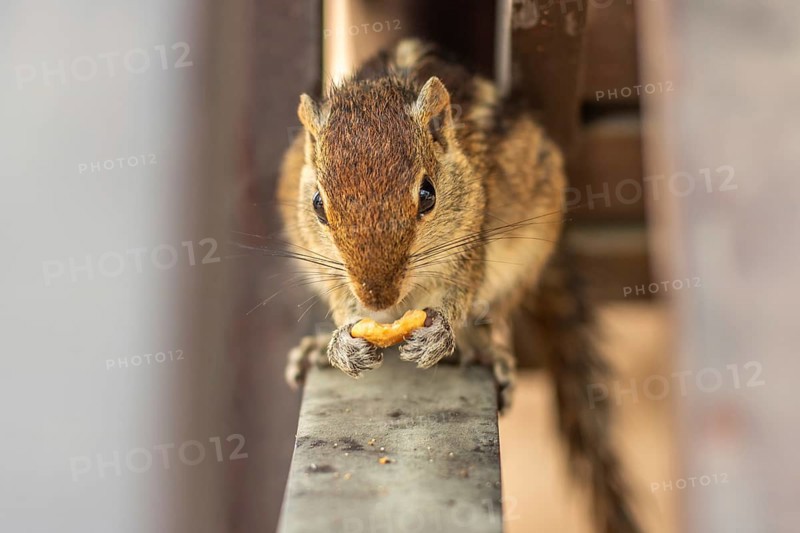 Chipmunk on a wooden beam. Animals in Induruwa, Bentota Beach, Sri Lanka, India, Asia
