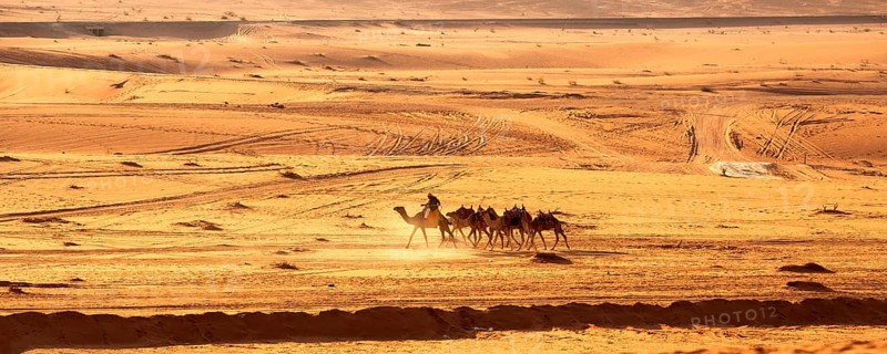 Jordan, Wadi Rum, November 2, 2022: Caravan of camels with drovers in the desert, rock mountains at sunset, Asia