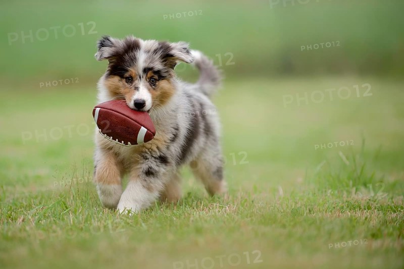 Australian Shepherd puppy