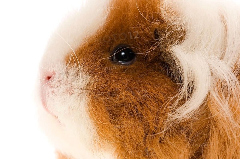 Guinea pig isolated on the white background