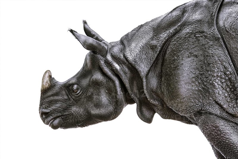 Close-up Portrait of Black Rhinoceros (Diceros Bicornis) Nyiregyhaza, Hungary, Europe