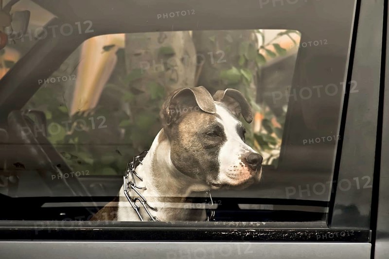 Sad dog owner waiting in the car