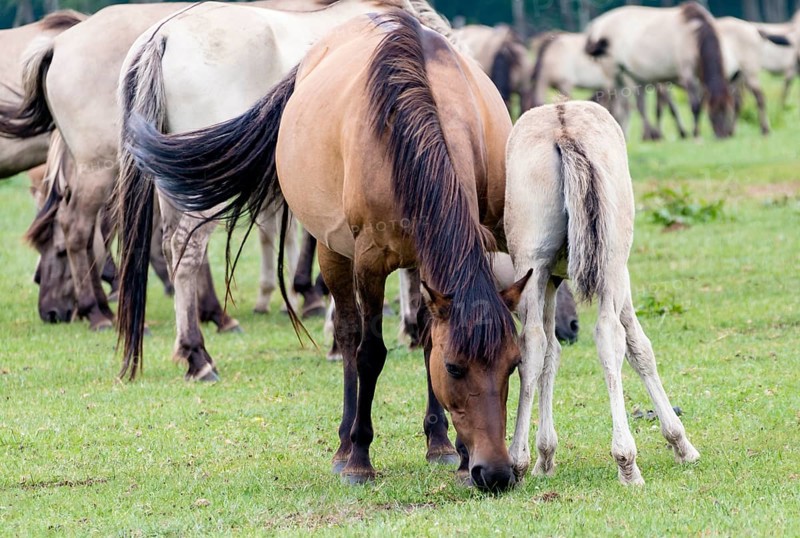 The Dülmen horses live wild near Dülmen, in the Merfelder Bruch nature reserve in North Rhine-Westphalia. The eel line on their backs is a typical feature of these wild horses. Wild live the Dülmen horses near Dülmen, in the nature reserve Merfelder Bruch, North Rhine-Westphalia. A characteristic feature of the wilds is the eel on the back
