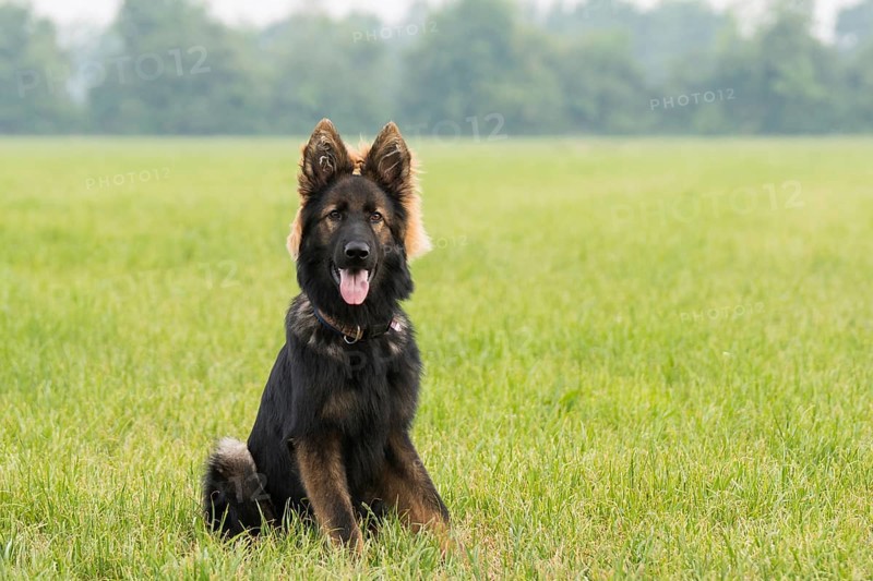 Young Old German shepherd dog sitting in the grass