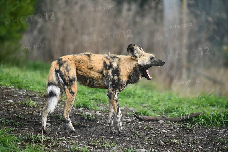 The African hunting dog (Lycaon pictus), photographed in Christchurch, New Zealand, Oceania
