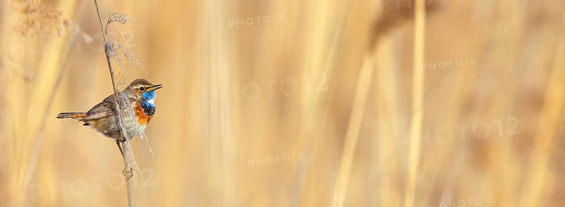 White-throated bluethroat (Luscinia svecica), Luscinia svecicus, Hockenheim, Baden-Württemberg, Germany, Europe