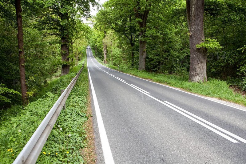 Road through the Primeval forest Urwald Sababurg, Hofgeismar, Weser Uplands, Weserbergland, Hesse, Germany, Europe