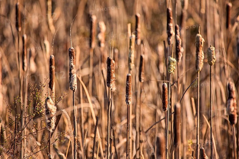 Cattails at a Marsh, Color Image, Day