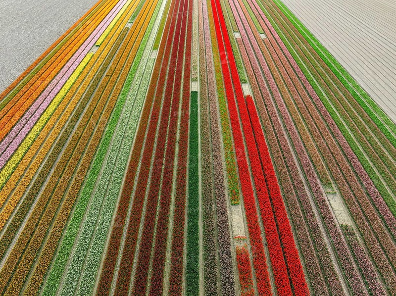 Aerial view of a beautiful landscape filled with colorful tulips