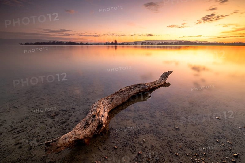 A tree trunk in the calm, clear water of a lake at sunset under a partly cloudy sky, Naturfreundehaus, Markelfingen, Untersee, Lake Constance, Baden-Württemberg, Germany, Europe