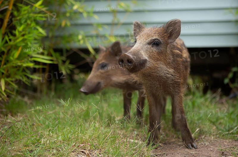 Newborns in the Esterel Mountains, southern France 2022