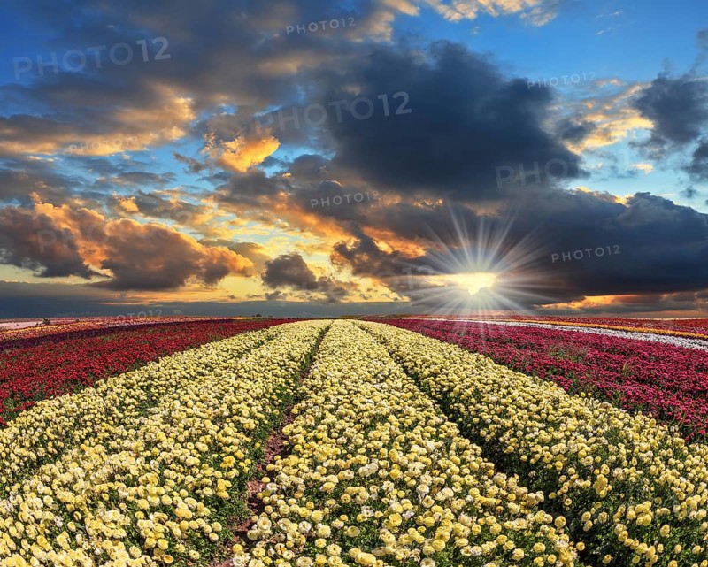 Spring cloud illuminated by the sunset. Buttercups blooming garden. Farmers field with flowers grown for export sales