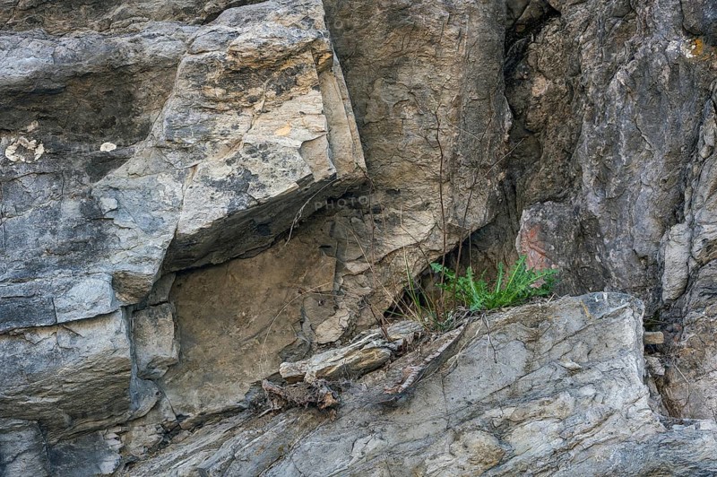 Small plant, dandelion (Taraxacum), in steep limestone rock face, Allgäu, Swabia, Bavaria, Germany, Europe