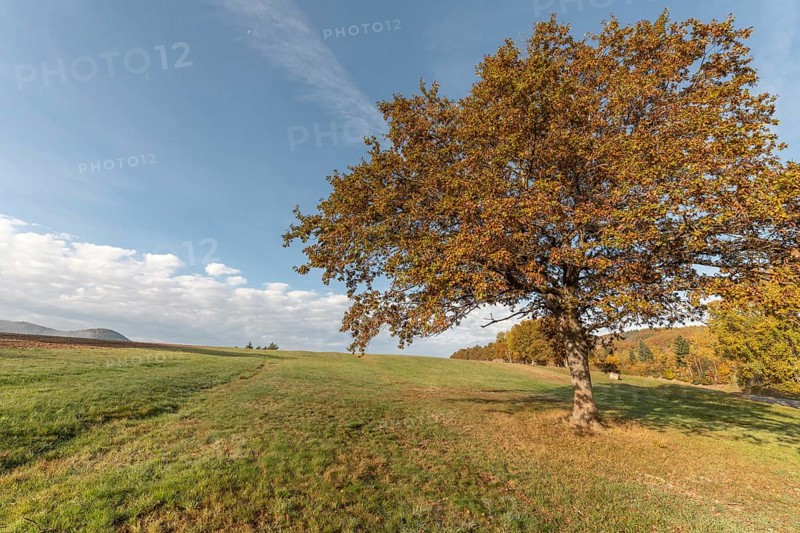 Large solitary oak tree in a meadow in the countryside in autumn. Vosges, France, Europe