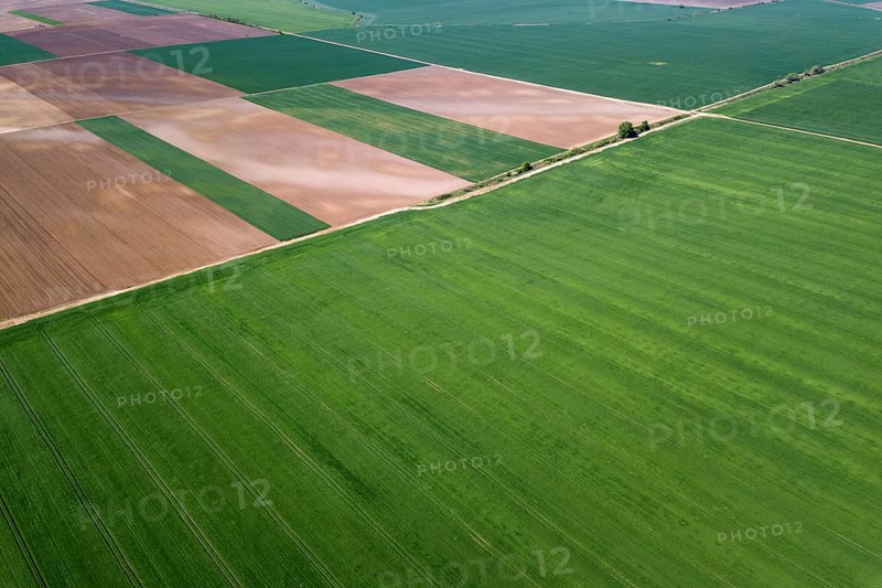 Aerial green wheat field. Aerial view large green field